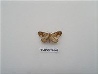 藏品(尺蛾217)的圖片